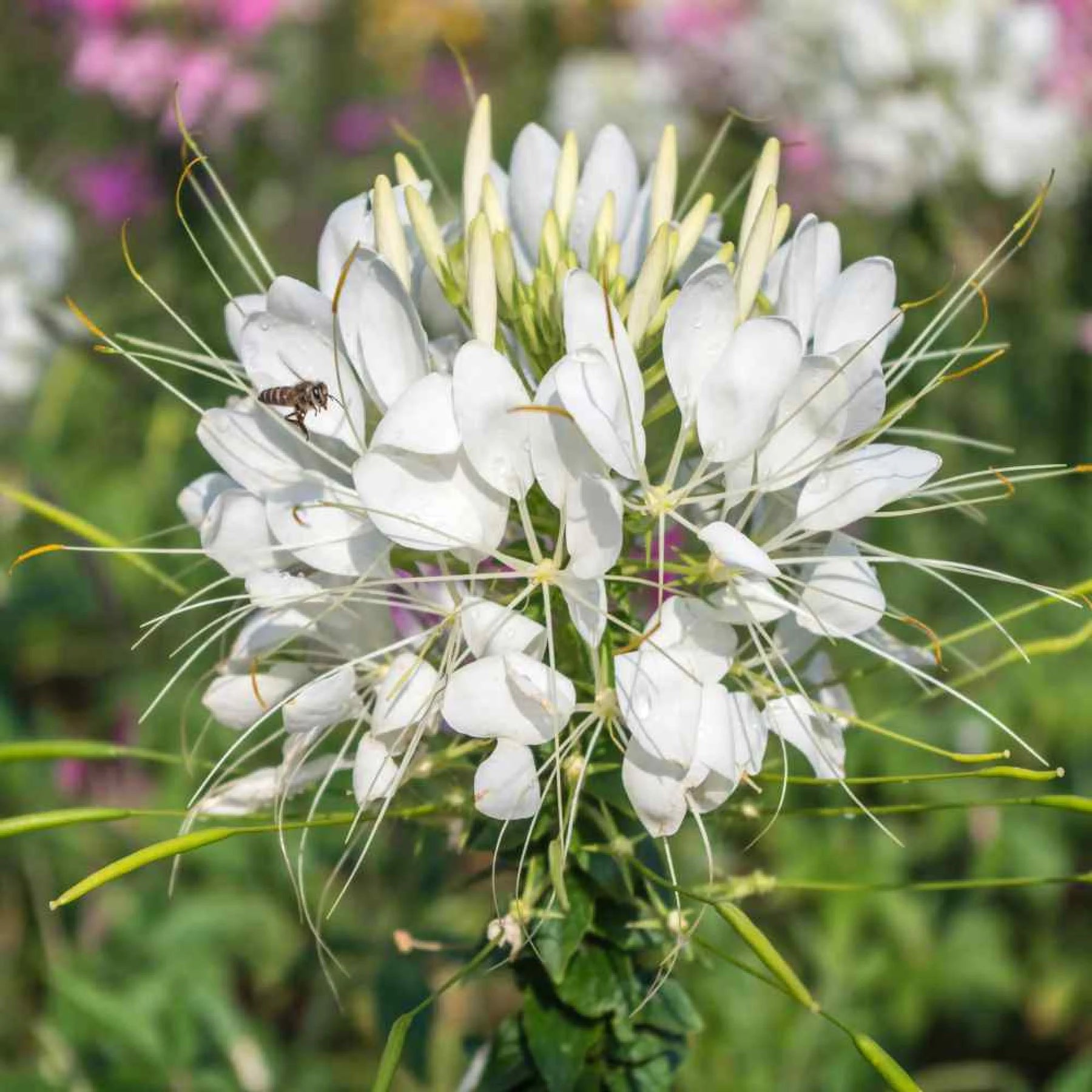 Cleome (Cleome scientific name) for planting in garden
